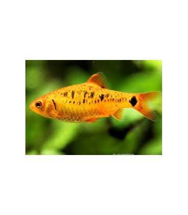 BARBO SHUBERTI (5 und)