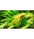 ANCISTRUS SP.GOLD VELO (1 und)