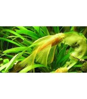 ANCISTRUS SP.GOLD VELO (1 und)