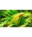 ANCISTRUS SP.GOLD VELO 3,5 cm