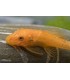 ANCISTRUS SP.SUPER RED (1 und)
