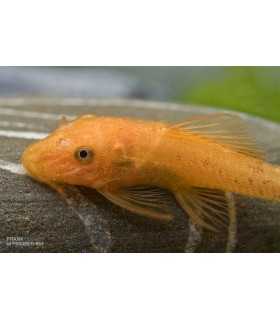 ANCISTRUS SP.SUPER RED (1 und)
