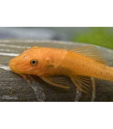 ANCISTRUS SP.SUPER RED (1 und)