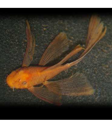 ANCISTRUS SP. SUPER RED VELO (1 und)