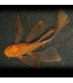 ANCISTRUS SP. SUPER RED VELO 4cm