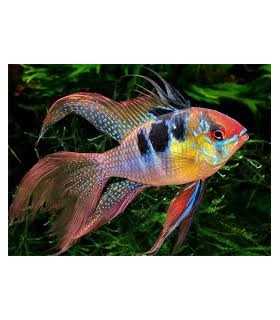 RAMIREZI VELO (2 und)