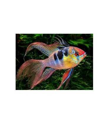 RAMIREZI VELO (2 und)