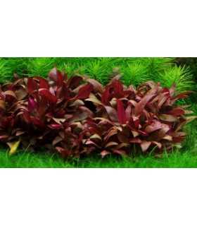 ALTERNANTHERA REINECKII MINI (IN VITRO)