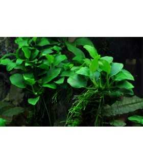 ANUBIA BARTERI PETITE