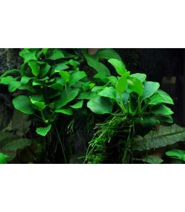 ANUBIA BARTERI PETITE