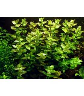 BACOPA CAROLINIANA (IN VITRO CUP)