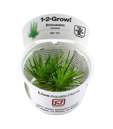 ERIOCAULON CINEREUM (in vitro)