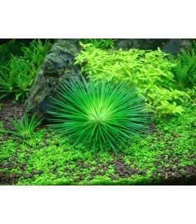 ERIOCAULON CINEREUM (in vitro)