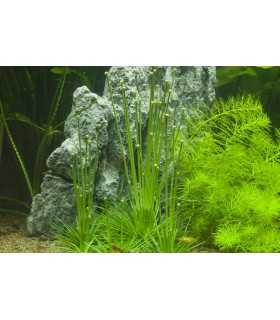 ERIOCAULON CINEREUM (in vitro)