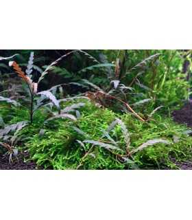 HYGROPHILA PINNATIFIDA (IN VITRO CUP)