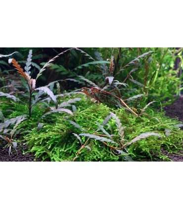 HYGROPHILA PINNATIFIDA (IN VITRO CUP)