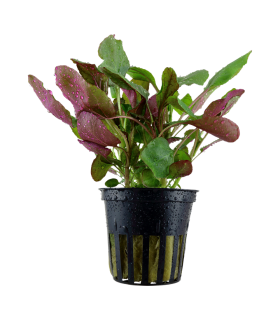 LOBELIA CARDINALIS MINI