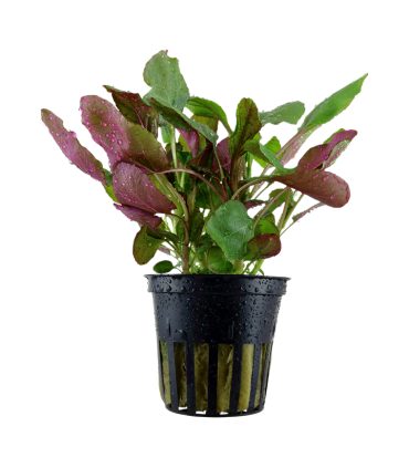 LOBELIA CARDINALIS MINI