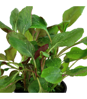 LOBELIA CARDINALIS MINI