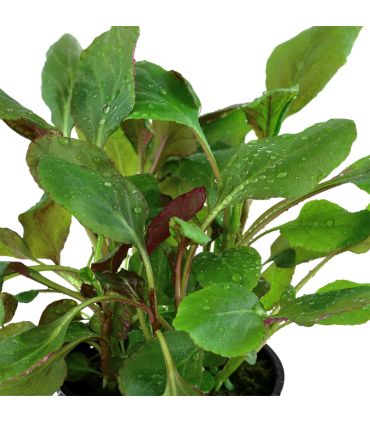 LOBELIA CARDINALIS MINI