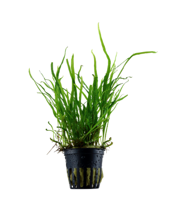 MICROSORUM PTEROPUS VAR. TRIDENT