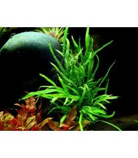 MICROSORUM PTEROPUS VAR. TRIDENT