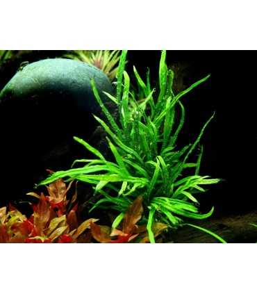 MICROSORUM PTEROPUS VAR. TRIDENT