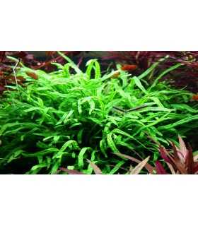 MICROSORUM PTEROPUS VAR. TRIDENT