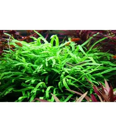 MICROSORUM PTEROPUS VAR. TRIDENT