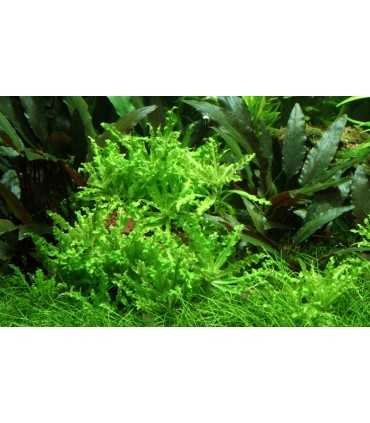 POGOSTEMON HELFERI