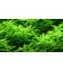 ROTALA ROTUNDIFOLIA 'GREEN' (IN VITRO)