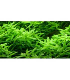 ROTALA ROTUNDIFOLIA 'GREEN' (IN VITRO)