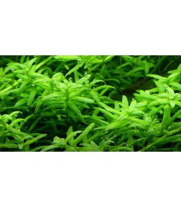 ROTALA ROTUNDIFOLIA 'GREEN' (IN VITRO)