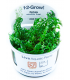 ROTALA ROTUNDIFOLIA 'GREEN' (IN VITRO)