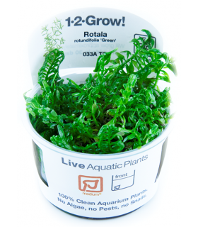 ROTALA ROTUNDIFOLIA 'GREEN' (IN VITRO)