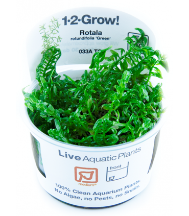 ROTALA ROTUNDIFOLIA 'GREEN' (IN VITRO)