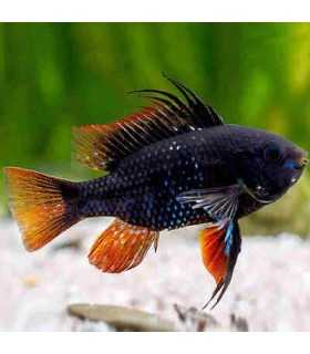 RAMIREZI BLACK (2 und)