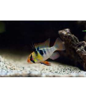 RAMIREZI BLUE GERMAN (2 und)