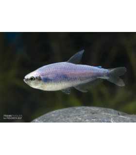 TETRA EMPERADOR SUPER AZUL (10 und)