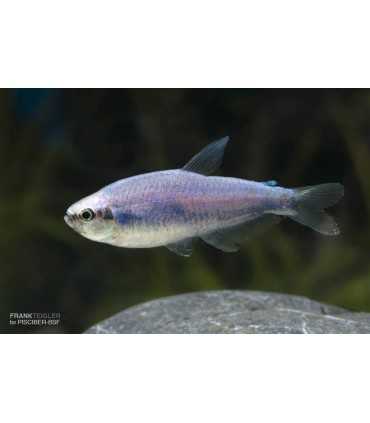 TETRA EMPERADOR SUPER AZUL (10 und)