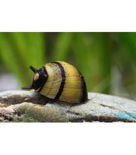 CARACOL SOL (5 und)