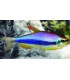 TETRA ERMPERARDOR AZUL (10 und)