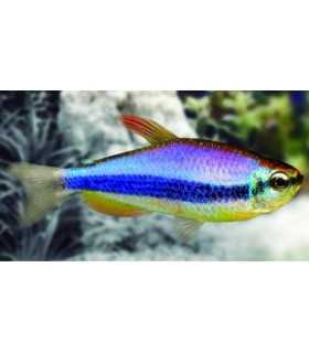 TETRA ERMPERARDOR AZUL (10 und)