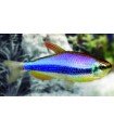 TETRA EMPERADOR AZUL 2,5 CM