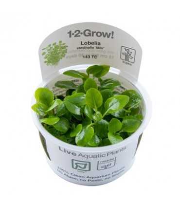 LOBELIA CARDINALIS MINI (IN VITRO)