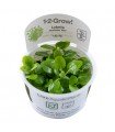 LOBELIA CARDINALIS MINI (IN VITRO)