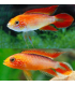 APISTOGRAMMA AGASSIZII RED FIRE 3-4CM