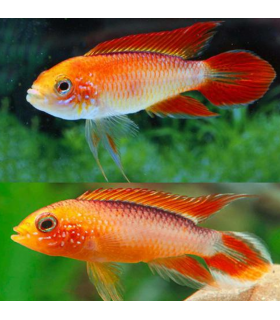 APISTOGRAMMA AGASSIZII RED FIRE 3-4CM