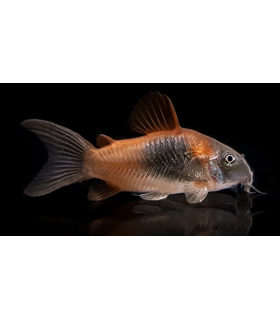 CORYDORA ORANGE VENEZUELA