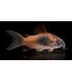 CORYDORA ORANGE VENEZUELA 2 cm